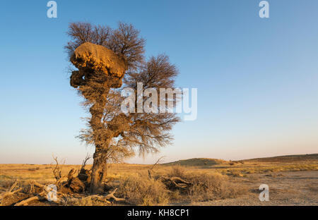 Große kommunale Nest der geselligen Weber (philetairus socius) in einem camelthorn Baum (Acacia Erioloba), Kalahari Wüste Stockfoto