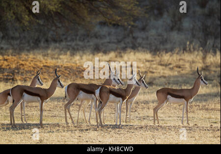 Springböcke (antidorcas marsupialis), Herde haben ein Löwe und jetzt Sie aufmerksam beobachten, Kalahari Wüste entdeckt Stockfoto