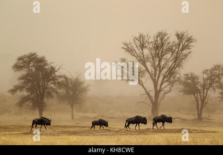 Streifengnu (connochaetes Taurinus), Roaming in einem Sandsturm in der trockenen nossob Riverbed mit camelthorn Bäume (Acacia Stockfoto