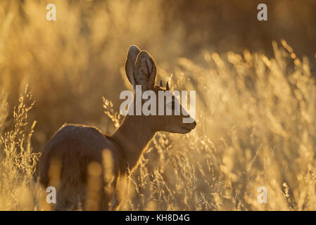 Steinböckchen (raphicerus Campestris), jungen männlichen im Abendlicht, Kalahari Wüste, Kgalagadi Transfrontier Park, Südafrika Stockfoto