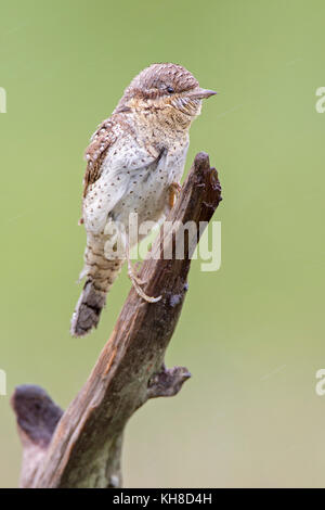 Wendehals (Jynx Torquilla), mittlere Elbe-Biosphärenreservat, Sachsen-Anhalt, Deutschland Stockfoto