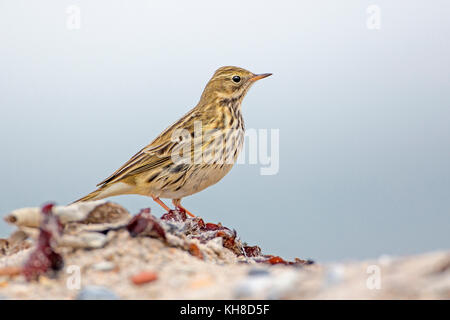 Raps (anthus pratensis), Nationalpark Vorpommersche Boddenlandschaft, Mecklenburg - Vorpommern, Deutschland Stockfoto