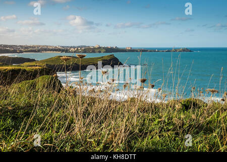 Die Vegetation an der Küste von Newquay Cornwall im Vereinigten Königreich. Stockfoto
