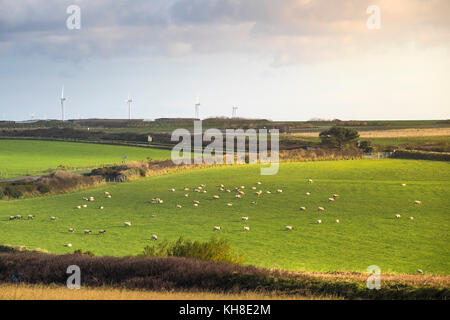 Schafe in einem Feld in Newquay Cornwall Großbritannien. Stockfoto