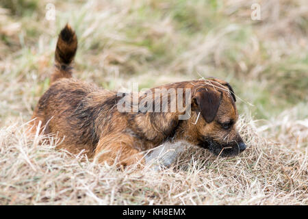 Border Terrier Hund Jagd im Heu Stockfoto