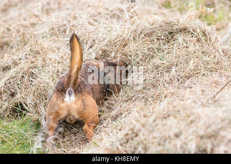 Border Terrier Hund Jagd mit Kopf im Heu begraben Stockfoto