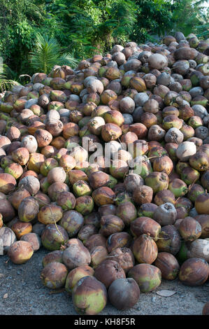 Thailand - Koh Samui - harverst der Kokosnüsse für Öl (Cocos nucifera) *** local Caption *** menschlichen Aktivitäten, Cocos nucifera, Tourismus, Obst, vertikal Stockfoto