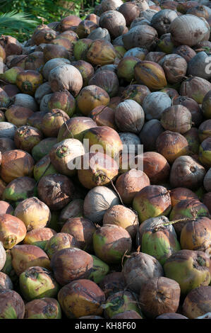 Thailand - Koh Samui - harverst der Kokosnüsse für Öl (Cocos nucifera) *** local Caption *** menschlichen Aktivitäten, Cocos nucifera, Tourismus, Obst, vertikal Stockfoto