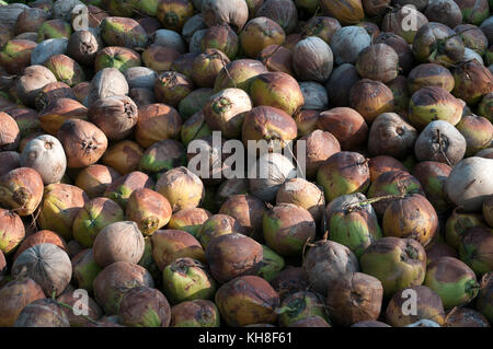 Thailand - Koh Samui - harverst der Kokosnüsse für Öl (Cocos nucifera) *** local Caption *** menschlichen Aktivitäten, Cocos nucifera, Tourismus, Obst Stockfoto