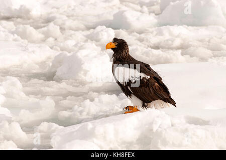 Der steller Seeadler (haliaeetus pelagicus) auf der Packung, Russland *** local Caption *** Tierwelt, wildes Tier, Winter, Schnee, Raubvogel, haliaeetus pelagische Arten Stockfoto