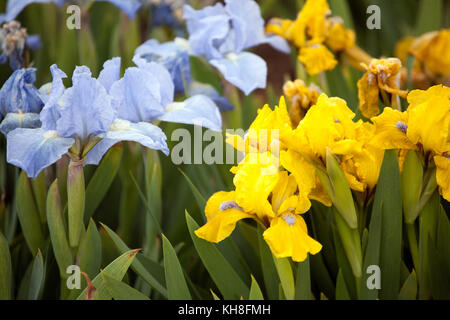 Standard Zwergbärtige Iris barbata nana Iris ' Little Blue Eyes ' und Iris 'Open Sky' Stockfoto