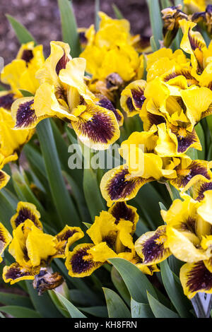 Standard Zwerg Bartlilie barbata nana ' Hamburger Michel ', Iris Blume gelb Stockfoto