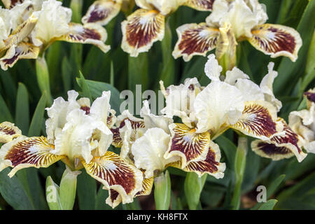 Standard Zwergbärtige Iris barbata nana Iris ' Coquette Puppe ' Stockfoto