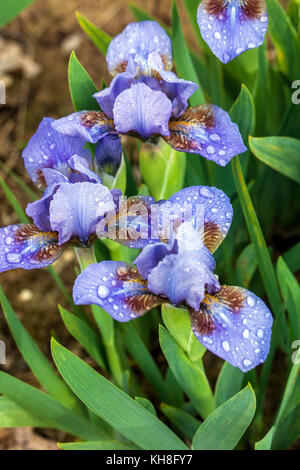 Standard Zwergbärtige Iris barbata nana Iris „Puppe“ Iris Blume blau kurz Low Miniatur Vivid Falls Flags Klumpen bilden alpinen Felsboden Stockfoto