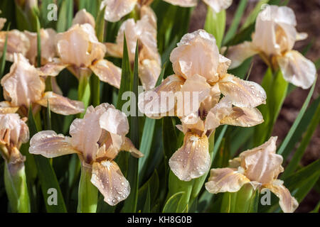 Standard Zwergbärtige Iris barbata nana Iris ' Maly Pink II ' Stockfoto