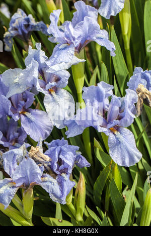 Standard Zwergbärtige Iris barbata nana Iris ' kleiner Saphir ' Stockfoto