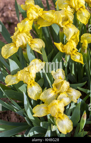 Standard Zwerg Bartlilie barbata nana ' Barie ', Iris Blume gelb Stockfoto