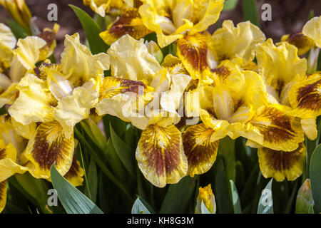 Standard Zwerg Bartlilie barbata nana ' Smaragd Rayes ', Iris Blume gelb Stockfoto