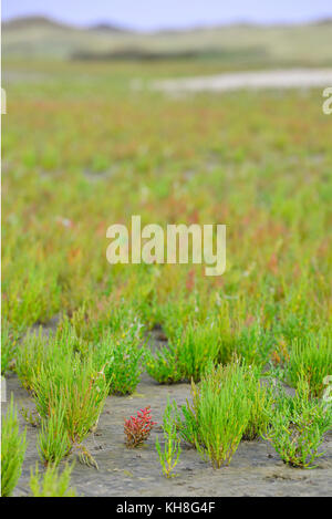 Queller in Sand wächst auf der Insel Texel, Niederlande Stockfoto