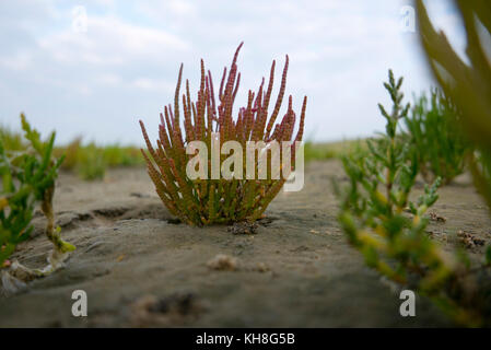 Queller in Sand wächst auf der Insel Texel, Niederlande Stockfoto