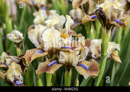Standard Zwergbärtige Iris barbata nana Iris ' Indian Pow Wow ' Stockfoto