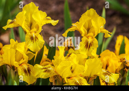 Standard Zwerg Bartlilie barbata nana ' Eyebright ', Iris Blume gelb Stockfoto