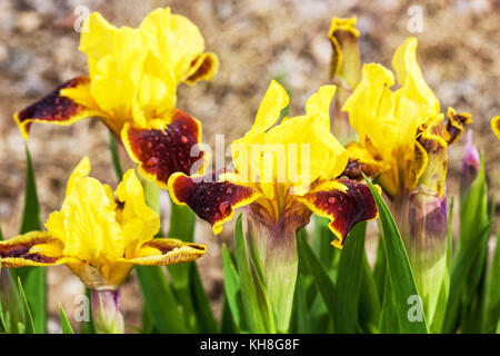 Standard Zwerg Bartlilie barbata nana ' entzündet ', Iris Blume gelb Stockfoto