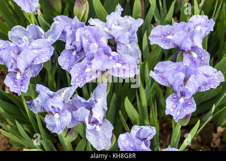 Standard Zwergbärtige Iris barbata nana Iris ' cooles Melodrama ' Stockfoto