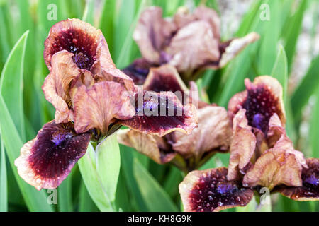 Standard Zwergbärtige Iris barbata nana Iris ' Cimmaron Rose ' Stockfoto