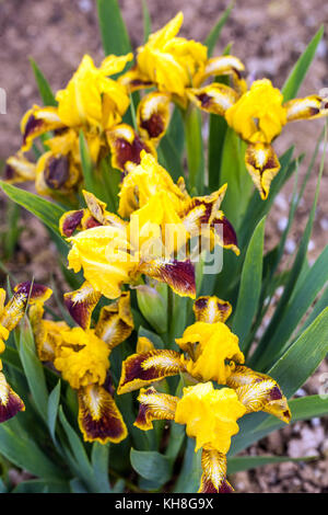 Standard Zwergbärtige Iris barbata nana Iris ' Goldhaube ' Stockfoto