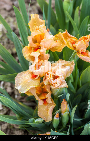 Standard Zwergbärtige Iris barbata nana Iris ' Desert Orange ' Stockfoto