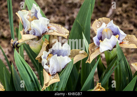 Standard Zwerg Bärtige Iris barbata nana Iris ' Yat Rock ' Stockfoto