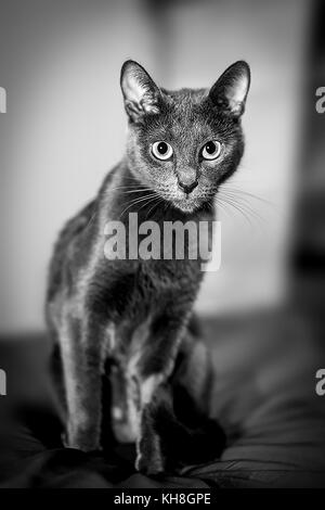 Russisch Blau süße Katze schwarz weiß Stockfoto