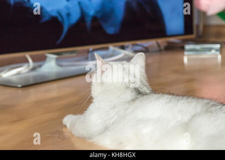 Schönen weißen flauschigen britische Katze mit grünen Augen liegt auf dem Parkettboden und Uhren einen großen Fernseher. Stockfoto