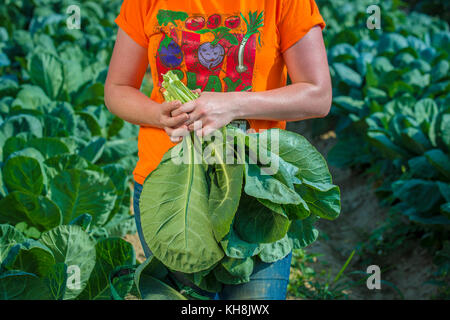 Bundesmitarbeiter mehrerer Agenturen sammeln Collard Greens von einem Feld auf Miller Farms in Clinton, MD., 14. Juli 2017. Die Produkte wurden von Bread for the City abgeholt, einer Agentur, die eine Speisekammer betreibt, die durchschnittlich 8,049 Menschen pro Monat bedient. USDA Foto von Preston Keres Stockfoto