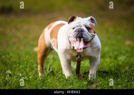 Cute funny Bulldog auf dem Gras Stockfoto