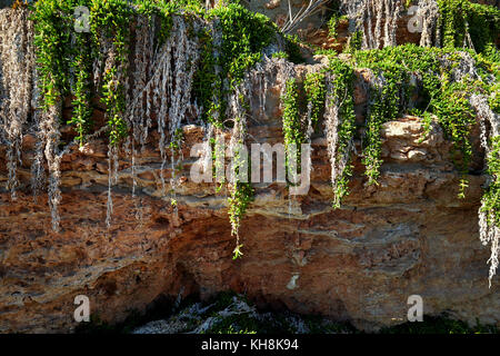 In der Nähe eines Felsen und tropischen Pflanzen Stockfoto