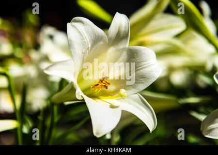 Schöne Nahaufnahme, Blumen bei Tageslicht Stockfoto