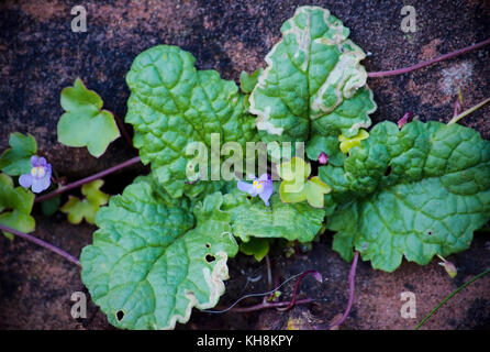 Efeu-leaved Ragwort und Kröte Flachs Stockfoto