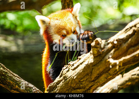 Red panda Essen Stockfoto
