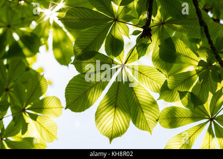 Kastanien Blätter und sonnigen Himmel. Aesculus hippocastanum. Laub von Baum schließen sich gegen die strahlende Sonne. Stockfoto