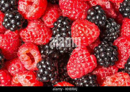 Hintergrund der köstlichen Brombeeren und Himbeeren. Dekorative rote und schwarze Textur aus saftigen Waldfrüchten. Stockfoto