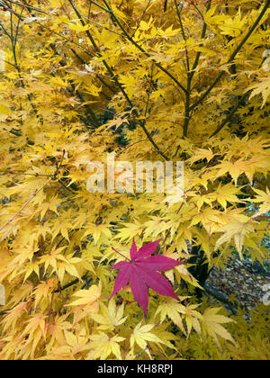 Japanischer Ahorn Acer palmatum Gefallen Blatt und Acer japonicum Vitifolium Stockfoto
