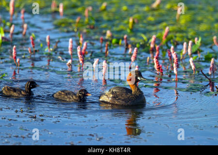 Zwergtaucher (tachybaptus ruficollis/podiceps ruficollis) in Zucht Gefieder Schwimmen im See mit zwei Küken im Sommer Stockfoto