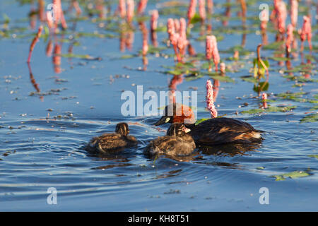 Zwergtaucher (tachybaptus ruficollis/podiceps ruficollis) in Zucht Gefieder Schwimmen im See mit zwei Küken im Sommer Stockfoto