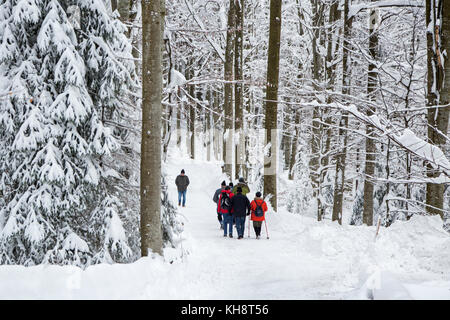 Gruppe der Wanderer entlang Pfad in Mischwald mit Bäumen im Schnee im Winter abgedeckt Stockfoto