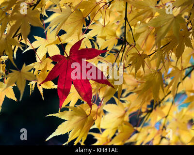 Japanischer Ahorn Acer palmatum Gefallen Blatt und Acer japonicum Vitifolium Stockfoto