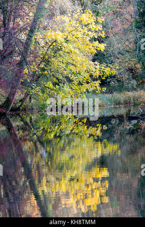 Herbst Reflexen und Spiegelungen der Bäume in einem See am Shipton unter Wychwood Oxfordshire England Vereinigtes Königreich Großbritannien Stockfoto