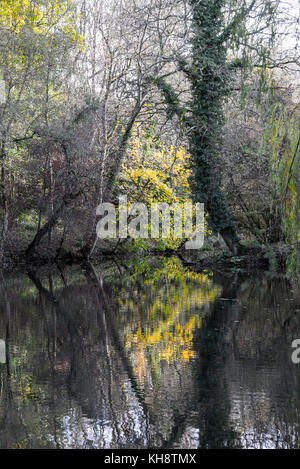 Herbst Reflexen und Spiegelungen der Bäume in einem See am Shipton unter Wychwood Oxfordshire England Vereinigtes Königreich Großbritannien Stockfoto