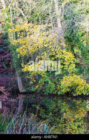 Herbst Reflexen und Spiegelungen der Bäume in einem See am Shipton unter Wychwood Oxfordshire England Vereinigtes Königreich Großbritannien Stockfoto